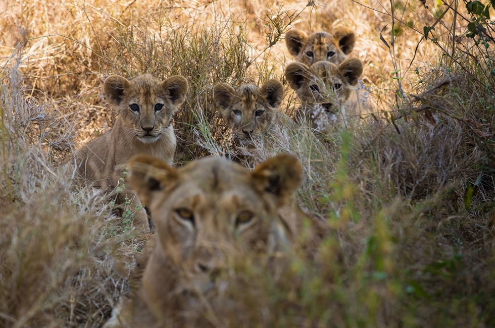 Kenya Safari Lions