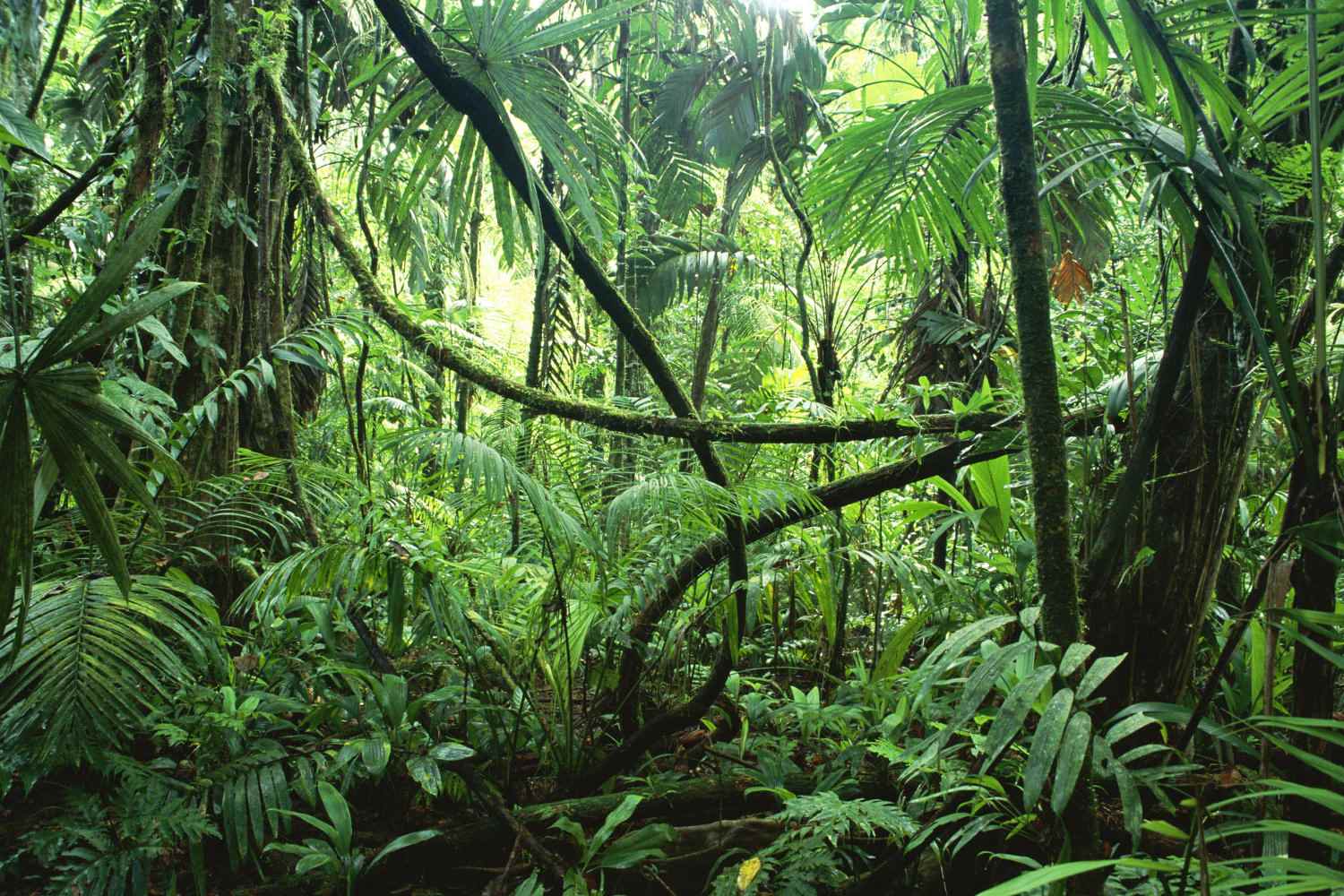 Congo Jungle