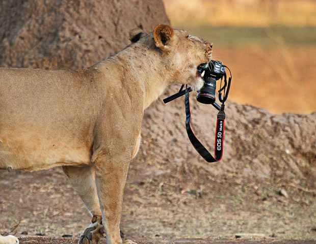 Lion With a Camera