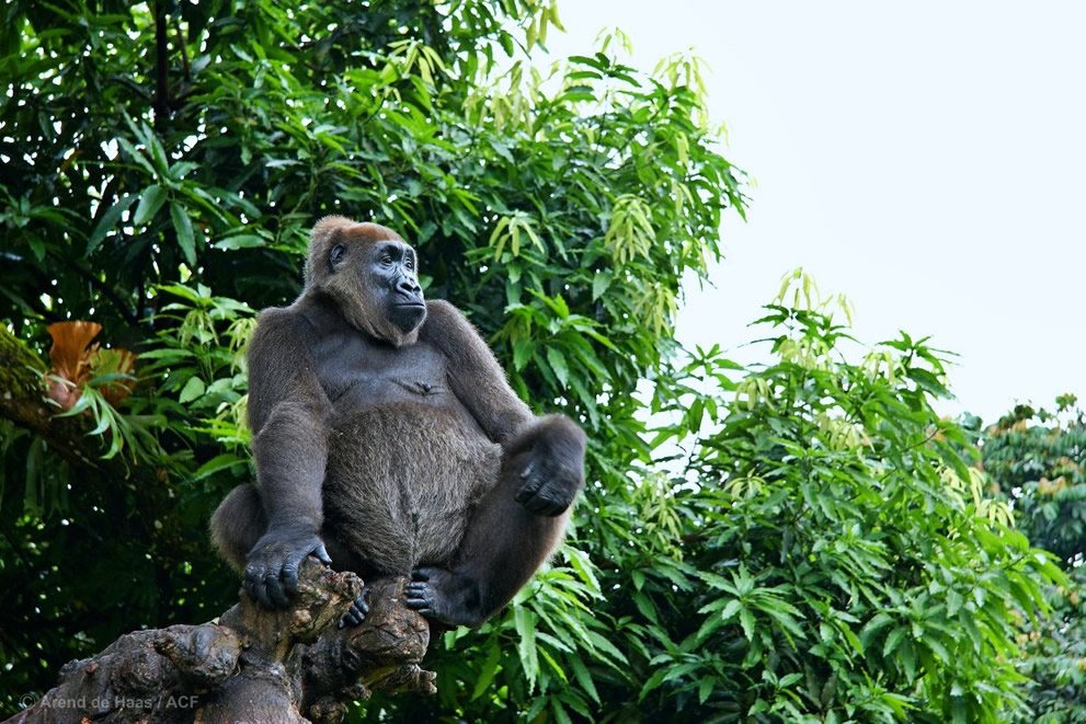 gorilla treking cameroon