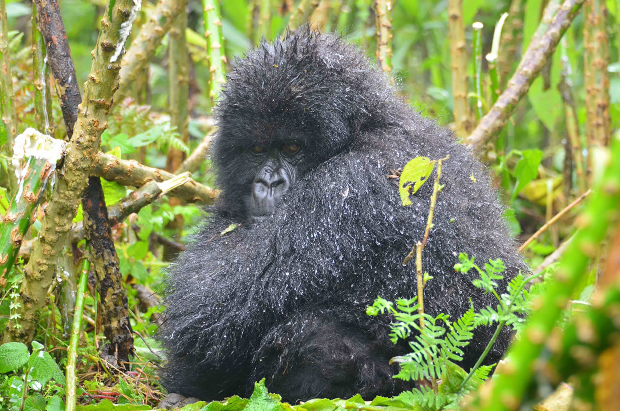 gorilla trek rwanda