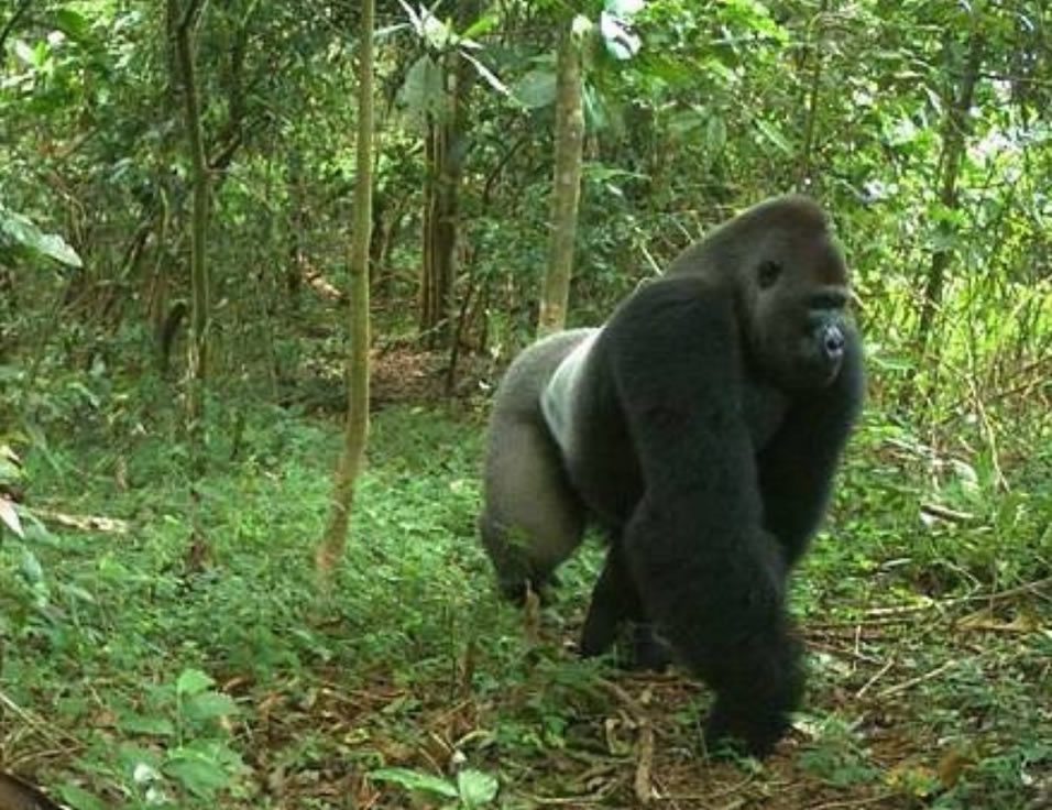 gorilla trekking Congo Brazaville