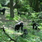 lowland gorillas