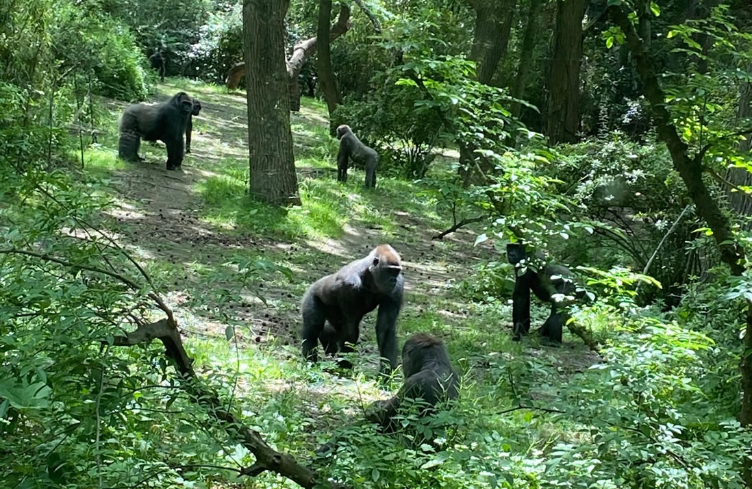Gorilla trekking DR Congo